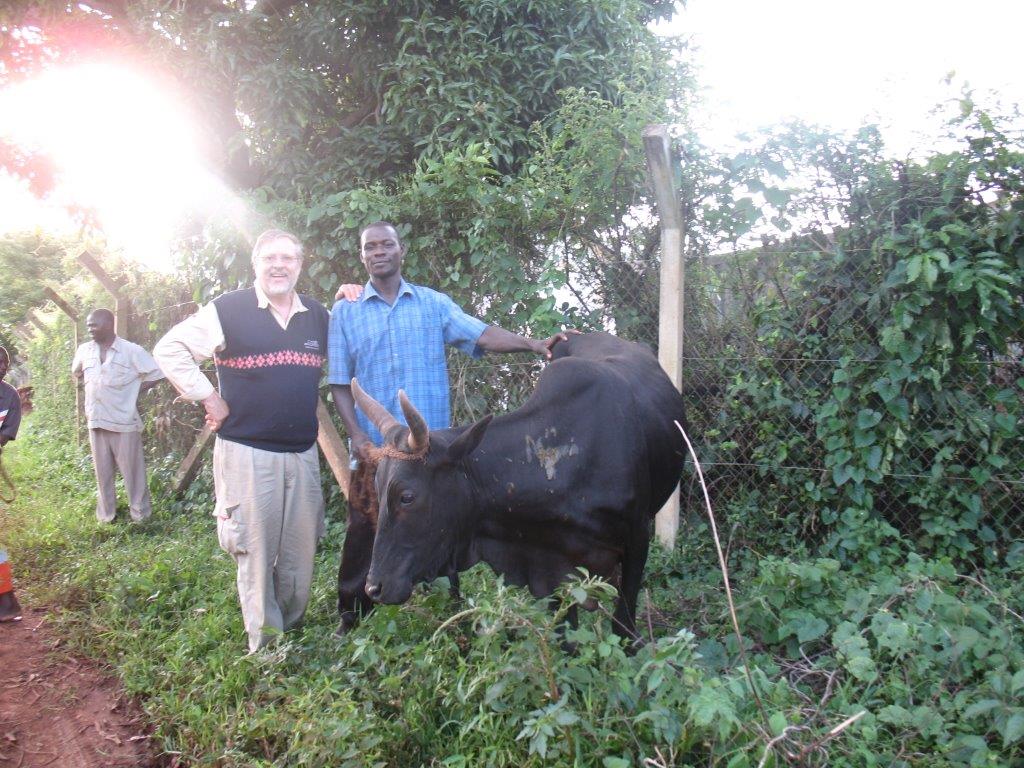 Uganda Cows2.jpg