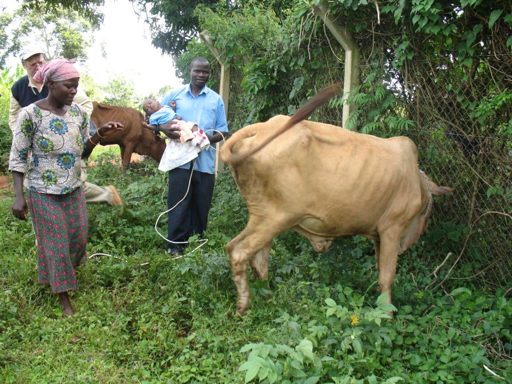 Uganda Cows.jpg