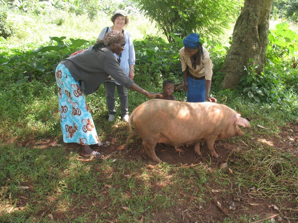Uganda Pig.jpg