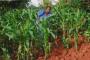 View The Uganda 2012 Album